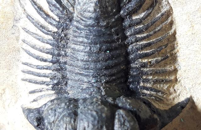 Acanthopyge (Lobopyge) bassei CHATTERTON & GIBB 2010 - Bild © FossNet FossilienStore